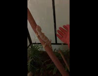 Pet lizard talks back at its owner