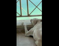 Dog lies down at balcony enjoys view