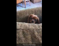 This is So Embarrassing Dog Stuck in Couch Cushion