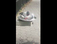 (DEACTIVATED DUPLICATE ASSET) Collab WINY - Pigeon drinking water in water fountain park
