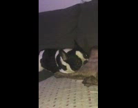 Black white dog lick other dog nsfw