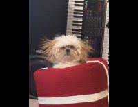 Collab DailyDoseOfInternet - Dog pop out from red gift box