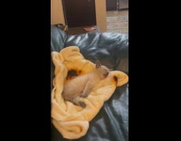 Gray kitten meows sleep on sofa blanket