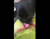 Black pug puppy dog licks watermelon rinds 