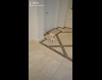 Dog pomeranian kesha tiktok wake up makeup sunglasses outside