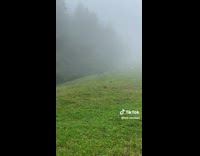 Collab BitchMP - Woman surrounded by cows on field 