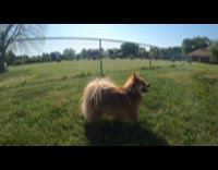 Dog jumps to catch water from hose