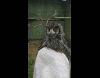 Lady holds grey owl with towel 