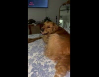 Golden retriever got tail braided 