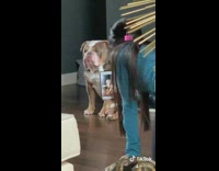 Brown white bulldog dog sits waits girl 