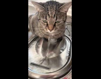 Collab Clips MPUGC2 - Cat lays on water fountain and drinks