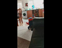 Toddler falls off toy car 