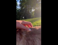 Collab PLC - Cat Walks Around Leafy Yard at Countryside