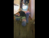 dog on top of pink toy falls down stairs