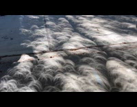 Circular Tree Leaves Shadow Due to Solar Eclipse