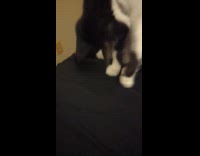 Cat playing with grape 