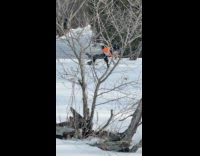 Collab BitchIG2 - Black bird following dog outside in snow