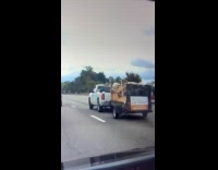 Guy stands at pickup trunk on highway