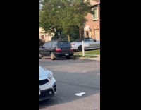 Bird fly and swoops cat on street