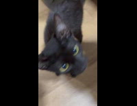 Black kitten with faded high pitched meow