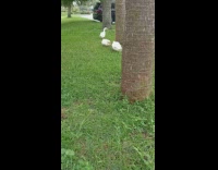 2 ducks pecking and fighting each other 
