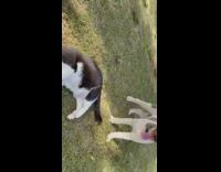 Cat laying down cuddling and playing with tennis ball