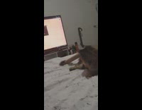 Cat spin around tissue roll on tail