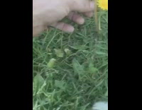 Guy picks three yellow flowers white bunny