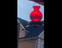 Submitter shows hummingbird drink at bird feeder