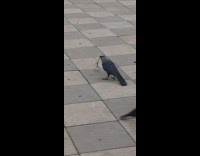 Collab DailyDoseOfInternet - Crow bites a lizard and flies away with it 