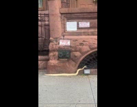 Snake spotted sneaking into temple on morning