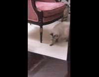 White Fluffy Cat Tries to Catch Bug on Floor 