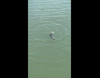 Eel cut in half still moves in water