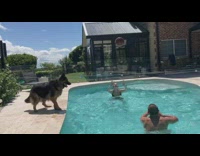 Dog play volleyball with owners in swimming pool
