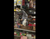 Cat sits and sleeps at the store front 