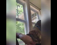 Cat taps girl for attention tap slap