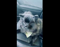 Black dog wearing yellow bandana in car 