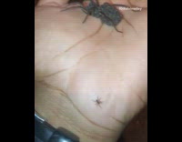 Guy holds pregnant mom black spider baby 