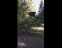 Woman climb slanted pine tree photo shoot