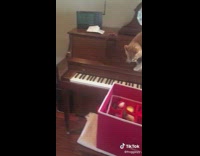Collab BitchMP - Cat on piano scared music