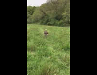 Large brown white dog runs grass field 