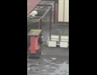 Four people pigeon bird mask tiktok balcony Part 1