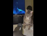 Cat hugs massage gun ball after getting comfortable