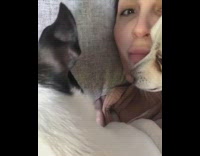 White chihuahua laying on girl growls dog