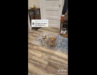 Bunny and dog are inseparable standing next to each other 