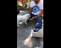 Puppy hides behind plant from white dog  
