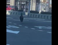 Guy drives away from turkey in street