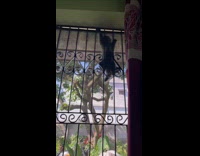 Collab PLC - Grey cat climb down of window screen