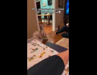 Two dogs fight over cup