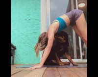 Large black brown dog interrupts yoga girl 